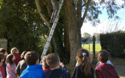 Intervention sur les oiseaux du jardin